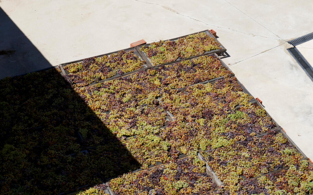 Wine Tasting at Bodegas Bentomiz: A Paradise in the Andalucían Mountains